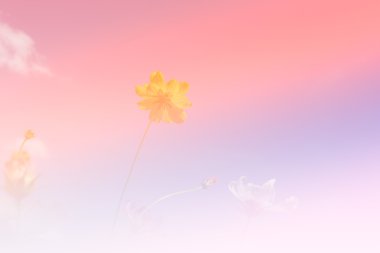 Cosmos çiçek çayır mavi gökyüzü ile