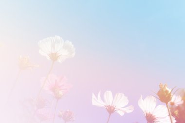 Cosmos çiçek çayır mavi gökyüzü ile