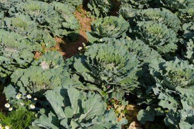 lahana sebze gruptaki