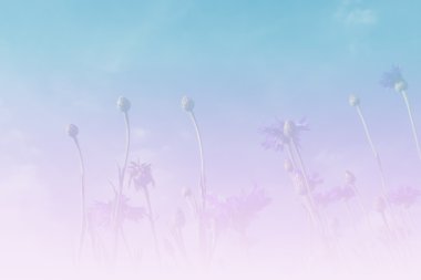 mavi gökyüzü arka plan ile mor peygamber çiçeği