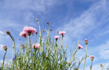 Mavi gökyüzü arka plan ile pembe Peygamber Çiçeği