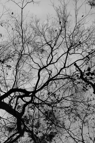 Ветвь дерева для абстрактного фона — стоковое фото