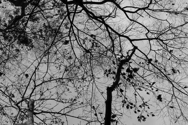 Ветвь дерева для абстрактного фона — стоковое фото