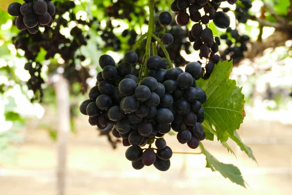 Purple grape vine at the agricultural farm — Stock Photo, Image