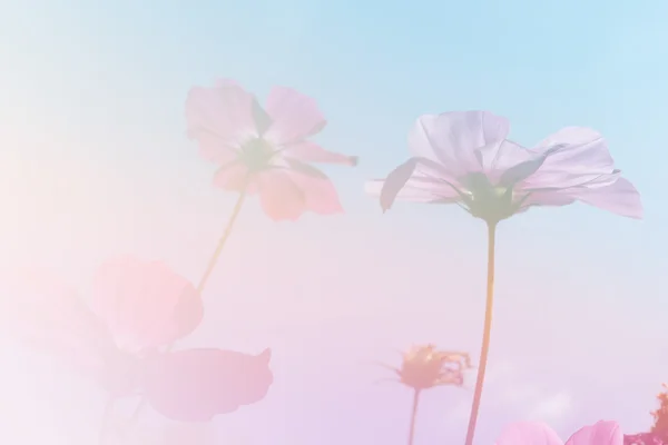 Kosmos blomma äng med blå himmel — Stockfoto