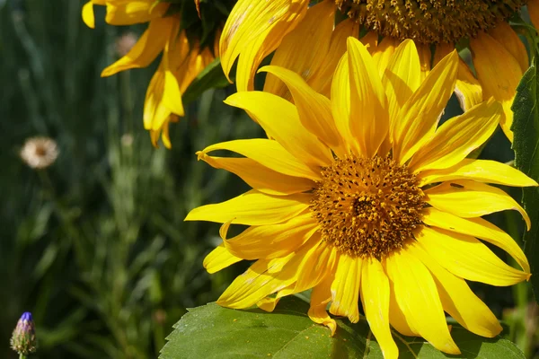 Sunflower in the garden — Stock Photo, Image