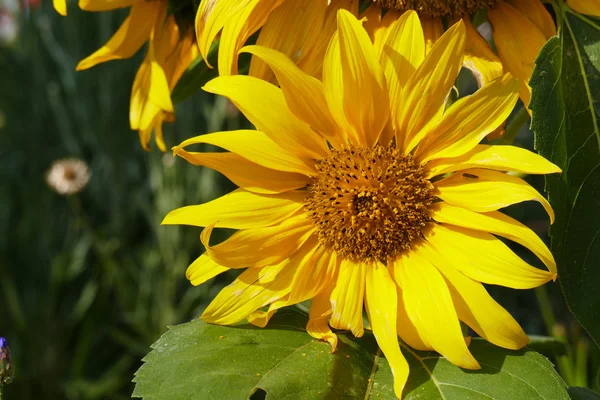 Sunflower in the garden — Stock Photo, Image