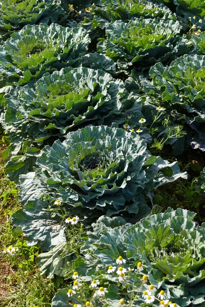 Kohl im Gemüsebauernhof — Stockfoto