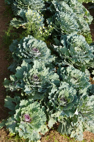 Kohl im Gemüsebauernhof — Stockfoto