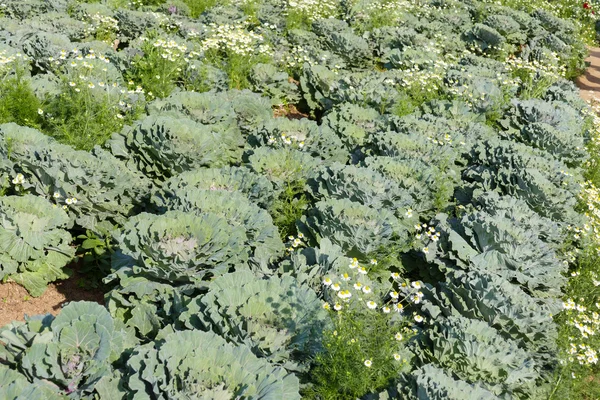 Repolho na fazenda vegetal — Fotografia de Stock