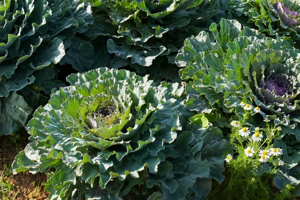 Cabbage in the vegetable farm — Stock Photo, Image