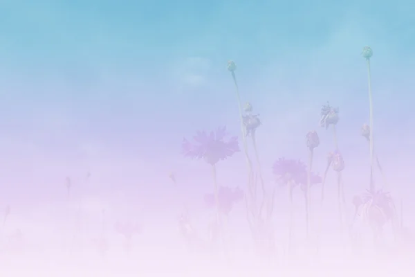 Фіолетовий Кукурудзяна квітка з синім фоном неба — стокове фото