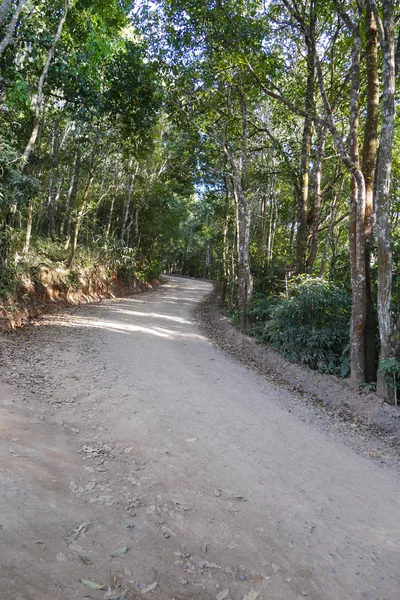 Trilha na floresta — Fotografia de Stock