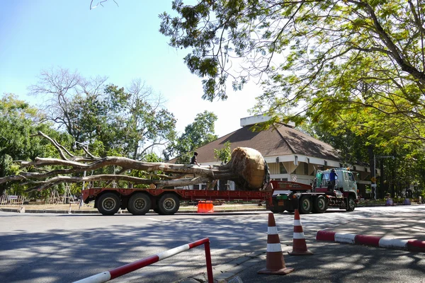 People move big tree on the truck — Stock Photo, Image