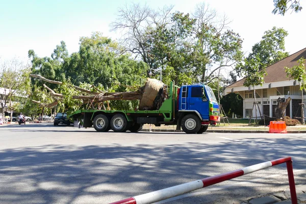 People move big tree on the truck — Stock Photo, Image