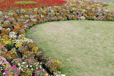 flowerbed çiçek açan çiçeklere 