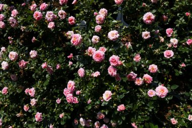 Duvardaki dekorasyon pembe gül çiçek