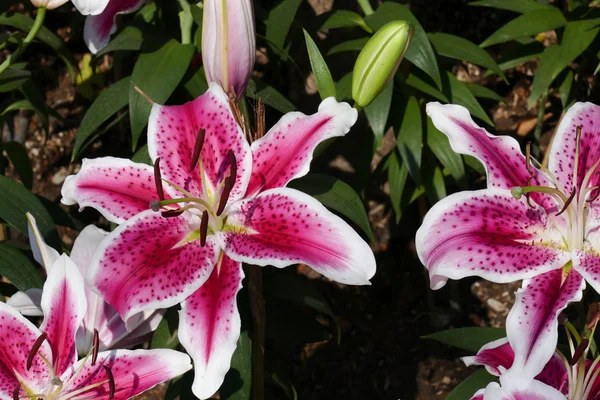 庭にユリの花を咲かせる — ストック写真