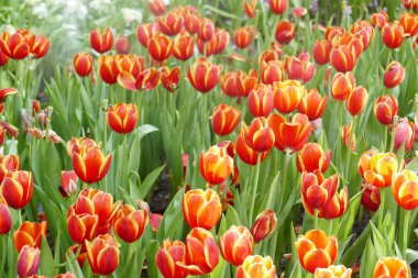 flowerbed çiçek açan Lale çiçek 