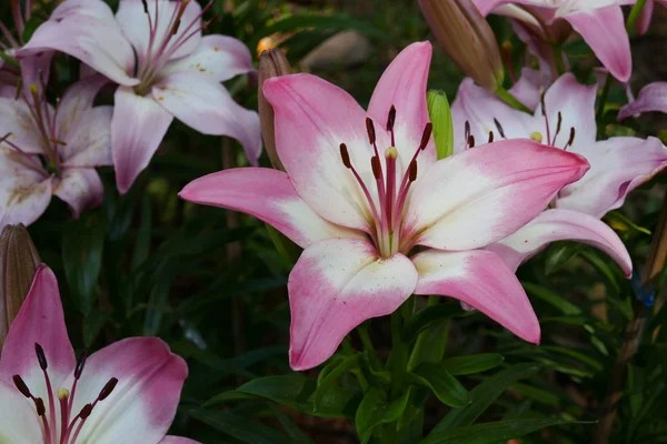 Цветущий цветок лилии в саду — стоковое фото