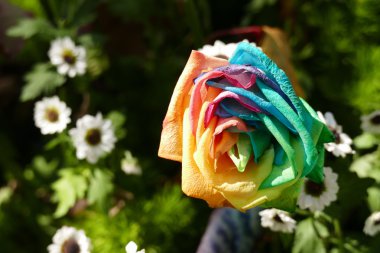 çok renkli gül çiçek petal