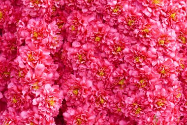 doku arka plan için pembe çiçek 