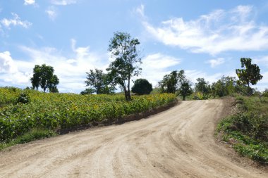 Ayçiçeği alan dağ 