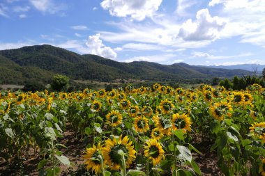 Ayçiçeği alan dağ 