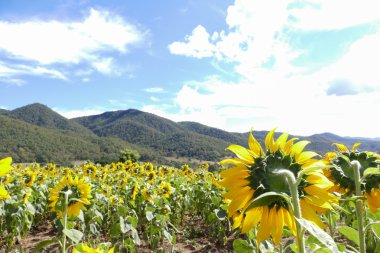 Ayçiçeği alan dağ 