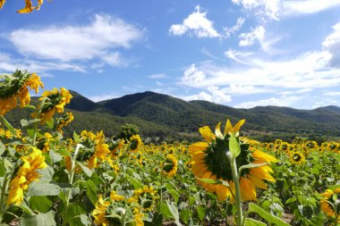 Ayçiçeği alan dağ 