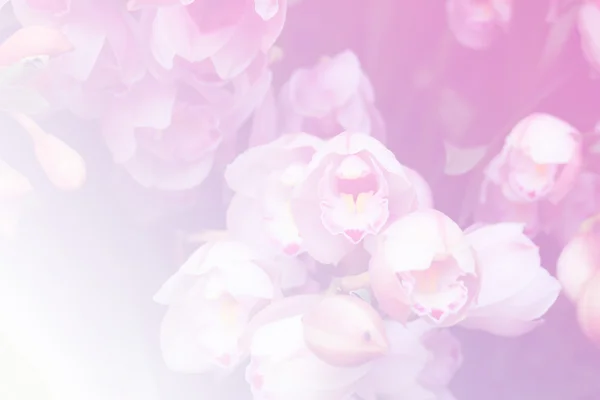 Flor florescendo do orchid no jardim — Fotografia de Stock