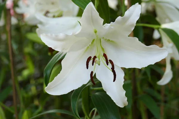 庭にユリの花を咲かせる — ストック写真