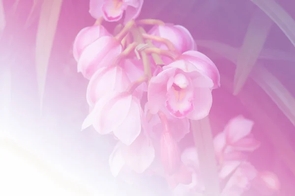Квітуча орхідея квітка в саду — стокове фото