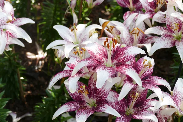 庭にユリの花を咲かせる — ストック写真