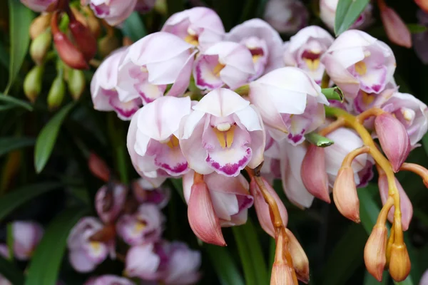 Kvetoucí orchidej v zahradě — Stock fotografie