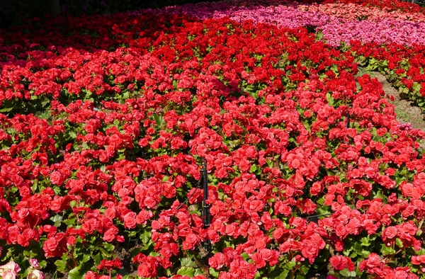 Blooming flower at the flowerbed — Stock Photo, Image