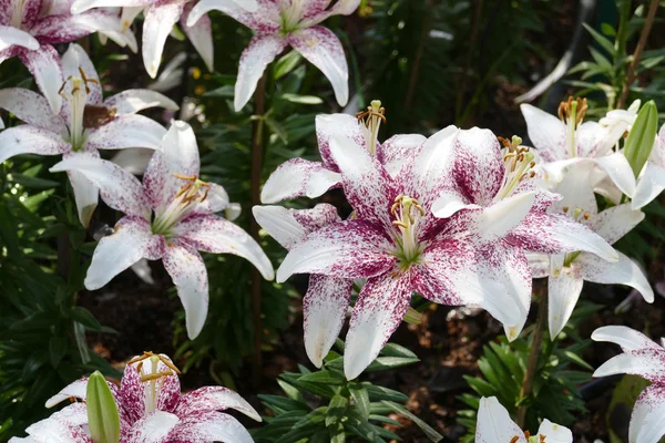 庭にユリの花を咲かせる — ストック写真