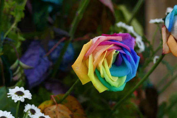 Multicolor de pétalo de rosa flor — Foto de Stock