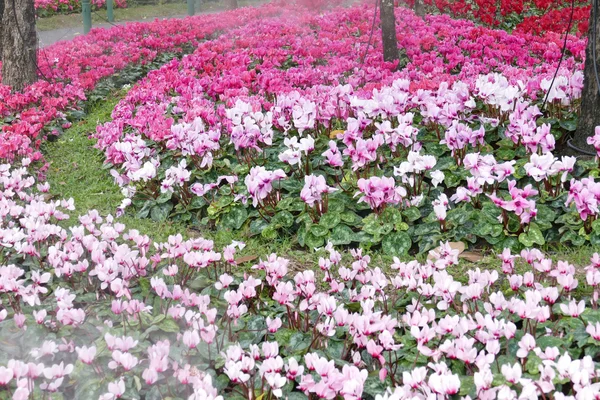 Blooming flower at the flowerbed — Stock Photo, Image