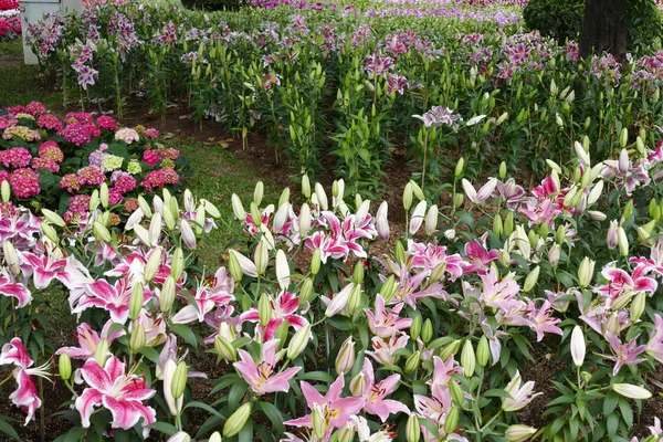 Bunga lily mekar di tempat tidur bunga — Stok Foto