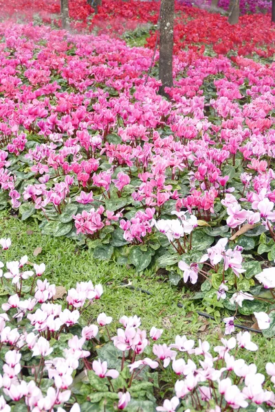 Цветущий цветок на клумбе — стоковое фото