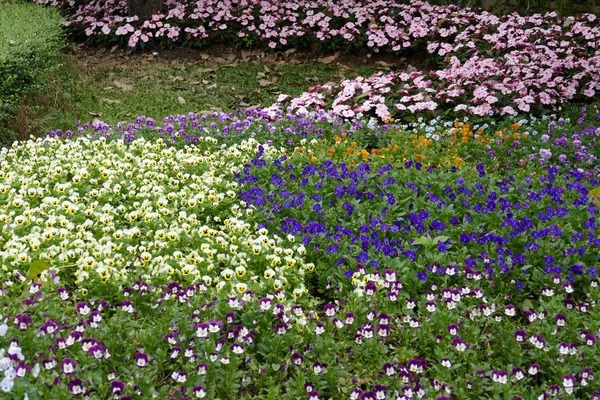 Floración de la flor en el lecho de flores —  Fotos de Stock