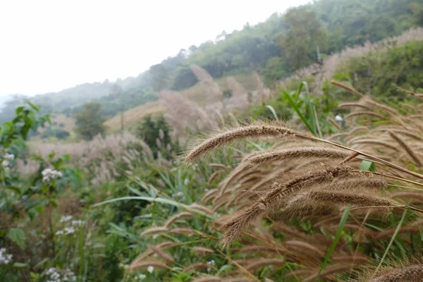 Rumput poaceae padang rumput di bukit — Stok Foto