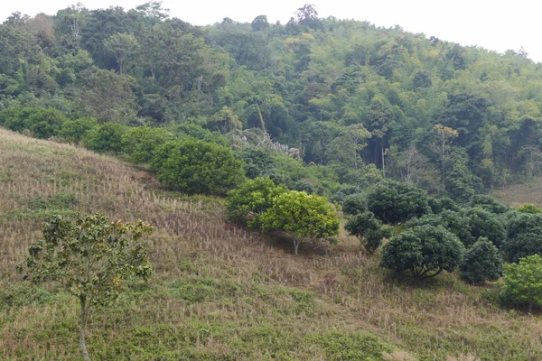 Pohon dan hutan di atas bukit — Stok Foto