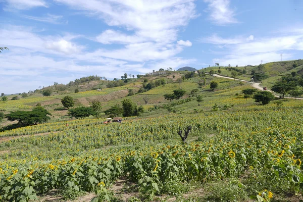 Turista in viaggio risciò nel campo di girasole sulla montagna in — Foto Stock