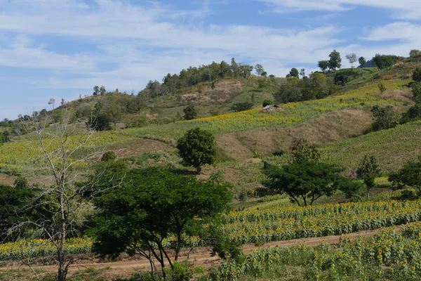 Campo di girasole sulla montagna — Foto Stock