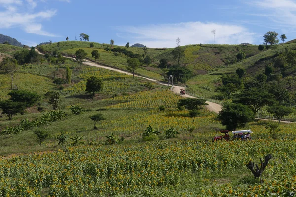 Turista in viaggio risciò nel campo di girasole sulla montagna in — Foto Stock