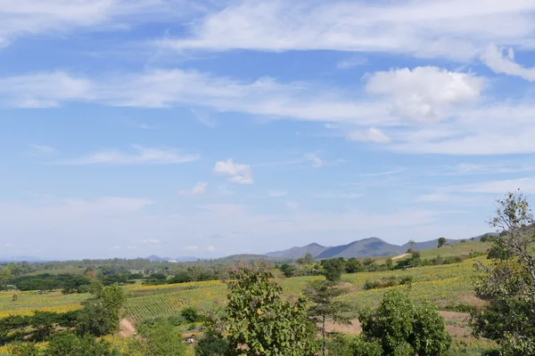 Campo de girassol na montanha — Fotografia de Stock