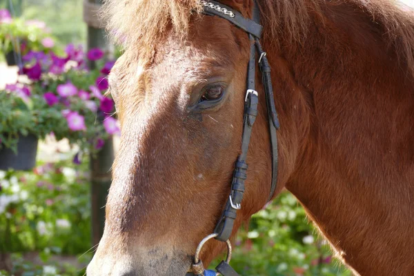 脸上的匹棕色的马 — 图库照片
