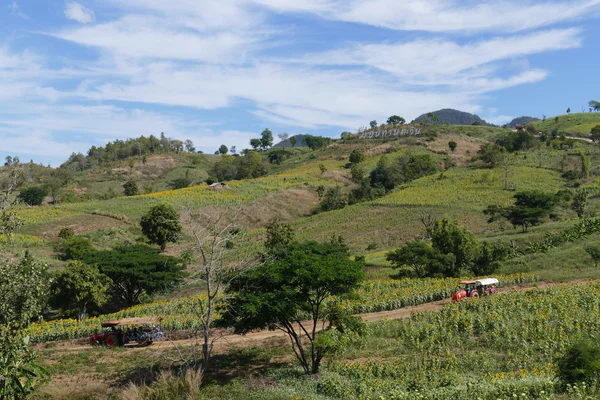 Turista em viagem rickshaw no campo de girassol na montanha em — Fotografia de Stock